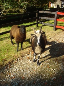 Ba ba black sheep-07.jpg